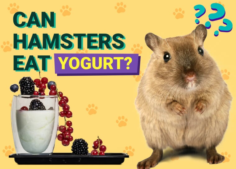 Can Hamsters Eat Yogurt