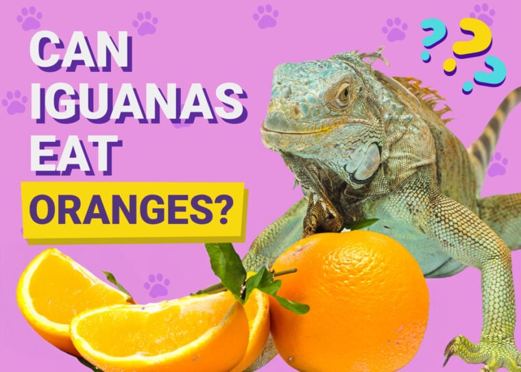 Can Iguanas Eat Oranges