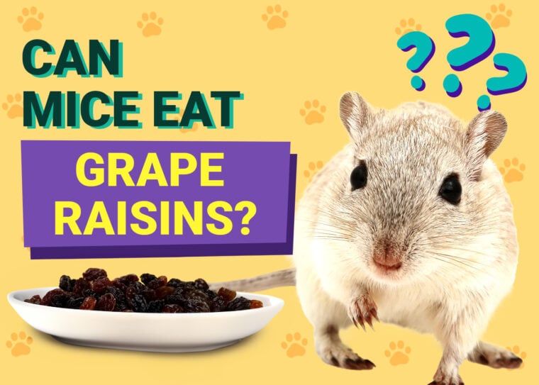 Can Mice Eat Grapes & Raisins