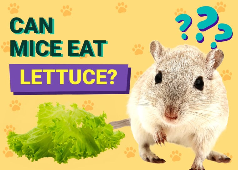 Can Mice Eat Lettuce