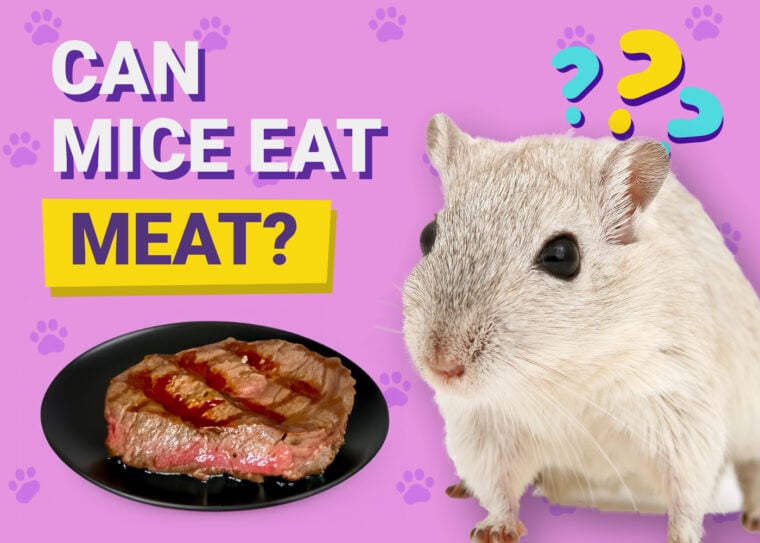 Can Mice Eat Meat