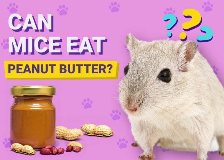Can Mice Eat Peanut Butter