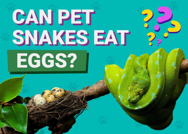 Can Pet Snakes Eat Eggs