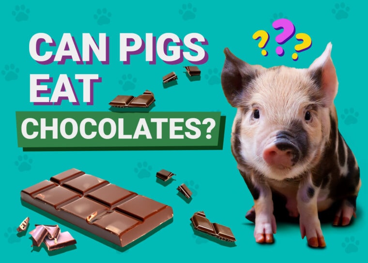 Can Pigs Eat Chocolates 760x543 