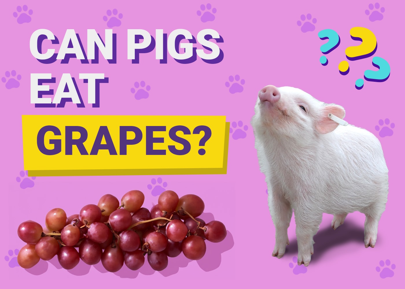 Can Pigs Eat Grapes 