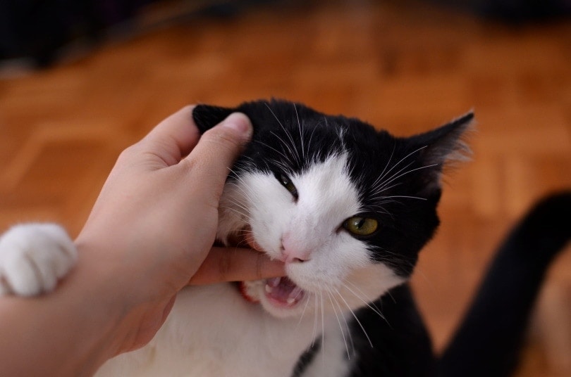 cat bitting mans finger