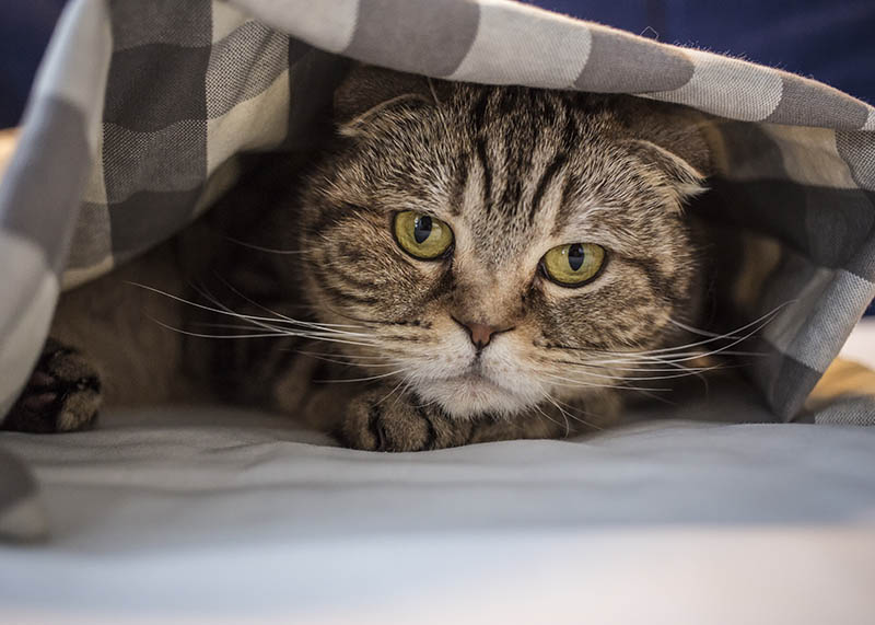 cat hidden under blanket