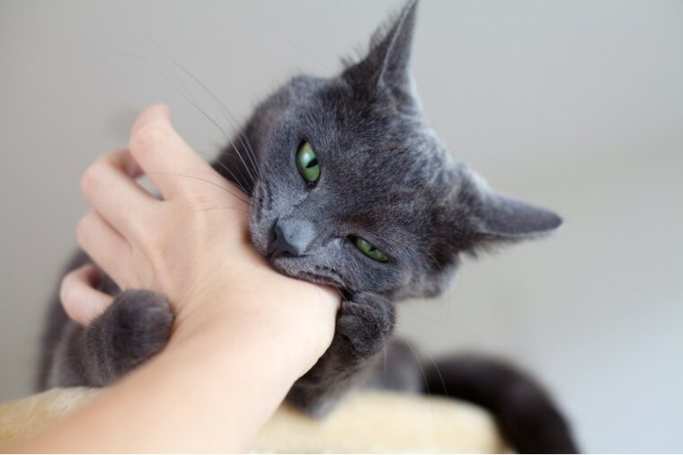 cat is biting a human's hand
