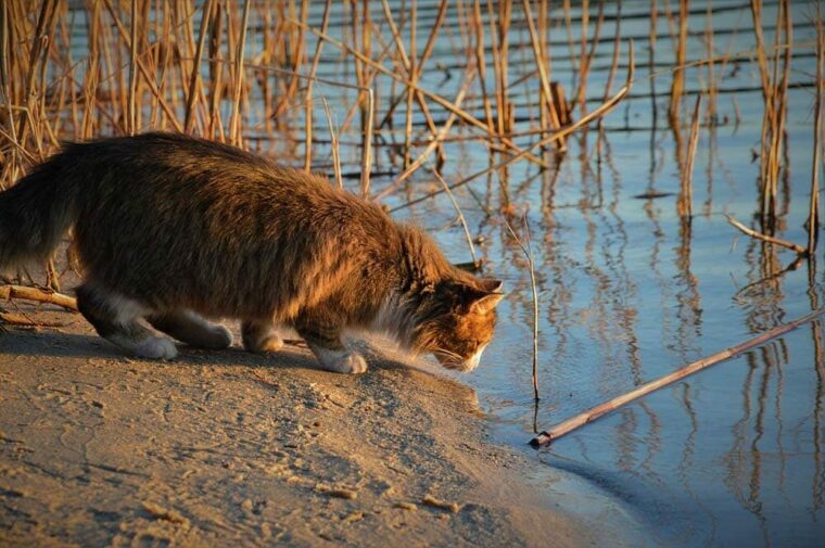 cat-looking-in-the-water