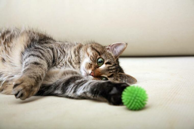 cat lying on the sofa playing with green ball