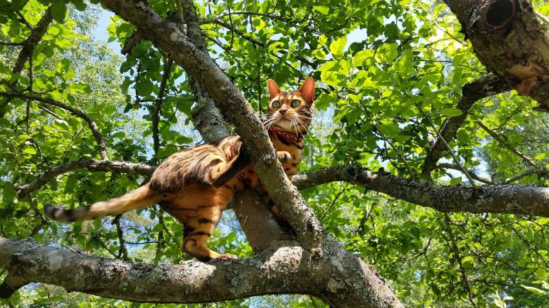 cat on the tree outdoors