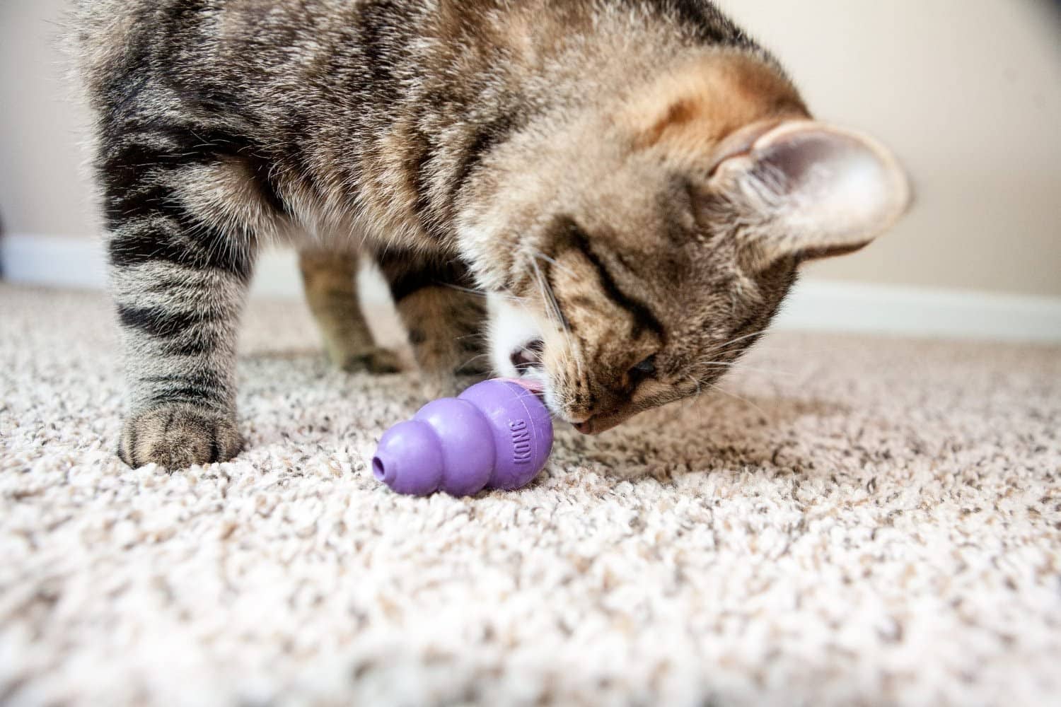 cat playing with a purple KONG Kitty KONG Cat Toy