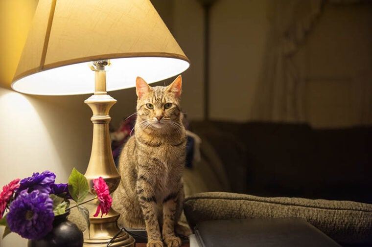 cat sits on a table beside a table lamp