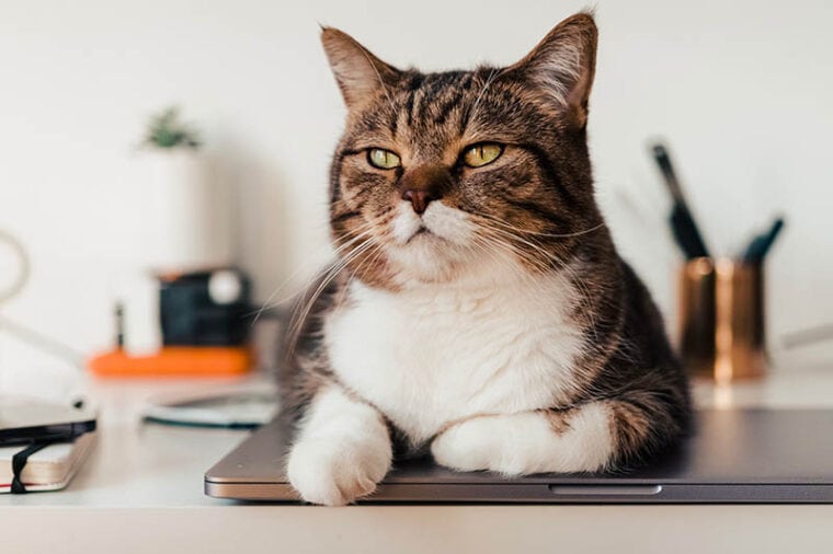 cat sitting on a silver laptop