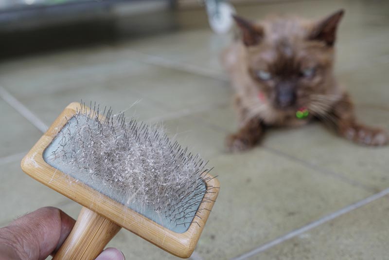 cat skin and hair on brush after grooming
