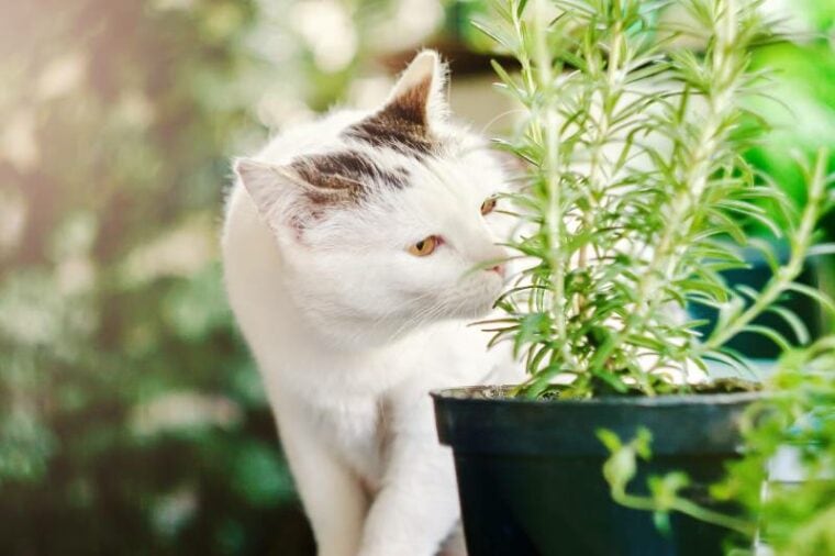 cat sniffing a rosemary plant on a balcony