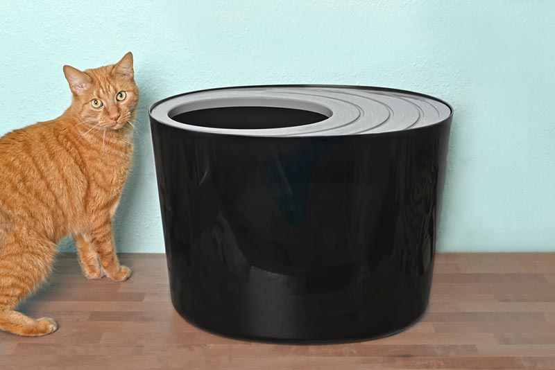 gato parado junto a una caja de arena con un poste superior negro