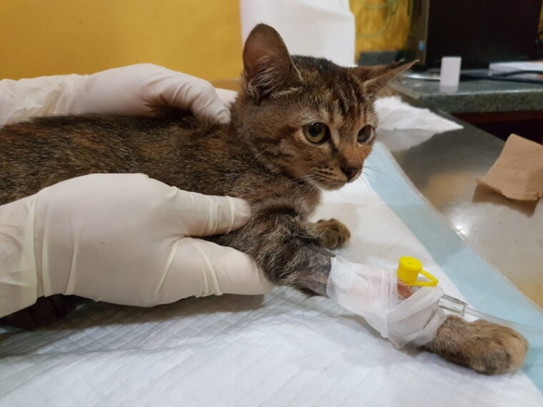 cat treated in vet clinic