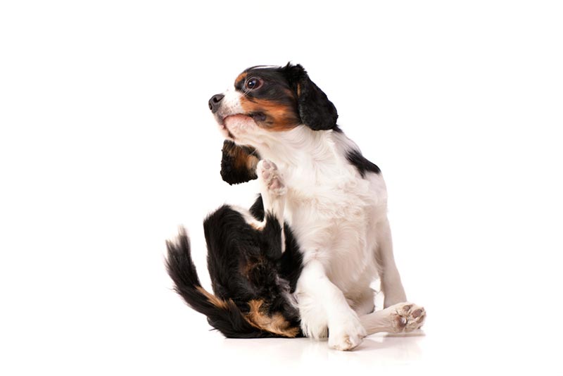 cavalier king charles spaniel dog scratching its neck