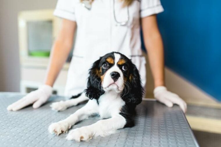 cavalier king charles spaniel puppy at veterinary