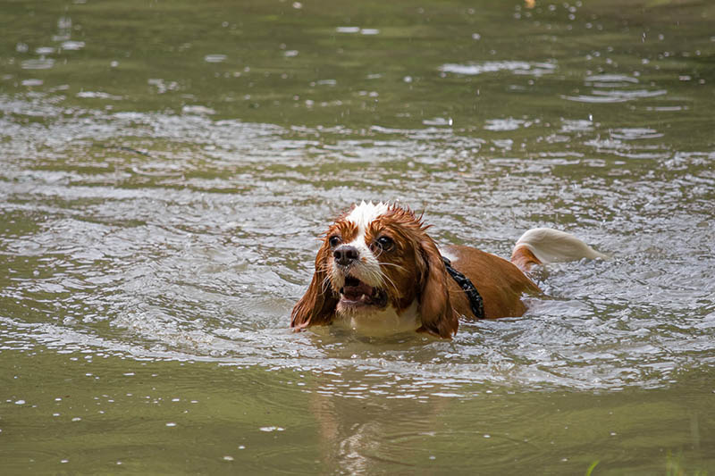 cavalier king charles spaniel swimming in the lake