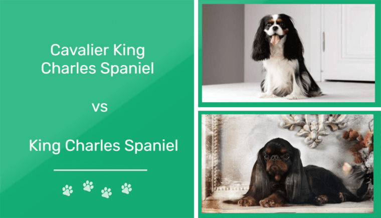 Cavalier king charles vs King charles black and tan