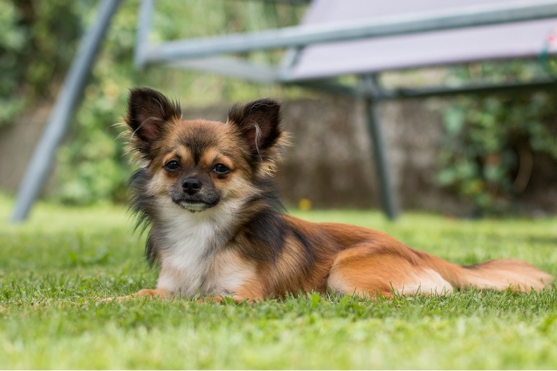 chihuahua sitting on the grass