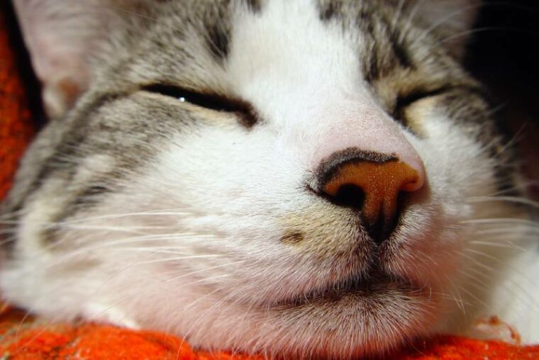 close up image of cat sleeping with dry nose