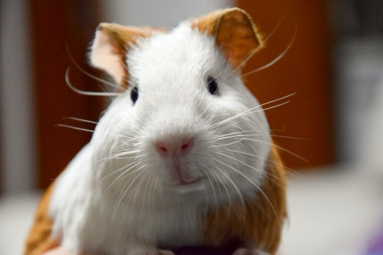 close up of a brown and white guinea pig