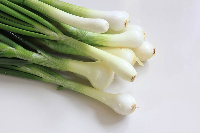 close up of a green onion