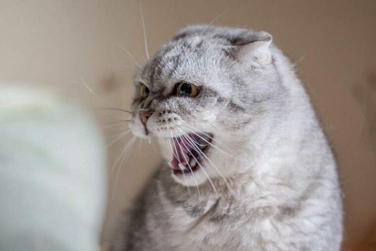 close up of an angry cat