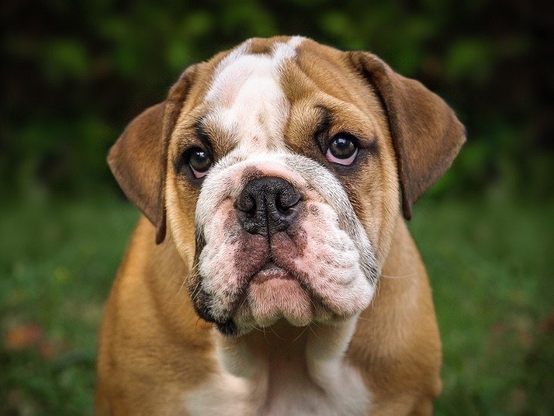 close up of an english bulldog's face