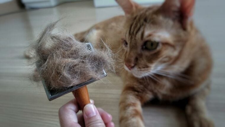 primer plano del cepillo de pelo de mascotas con pelaje de mascotas después de acicalar al gato