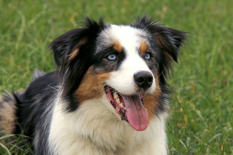 Are Australian Shepherds Good for First Time Dog Owners? Surprising ...