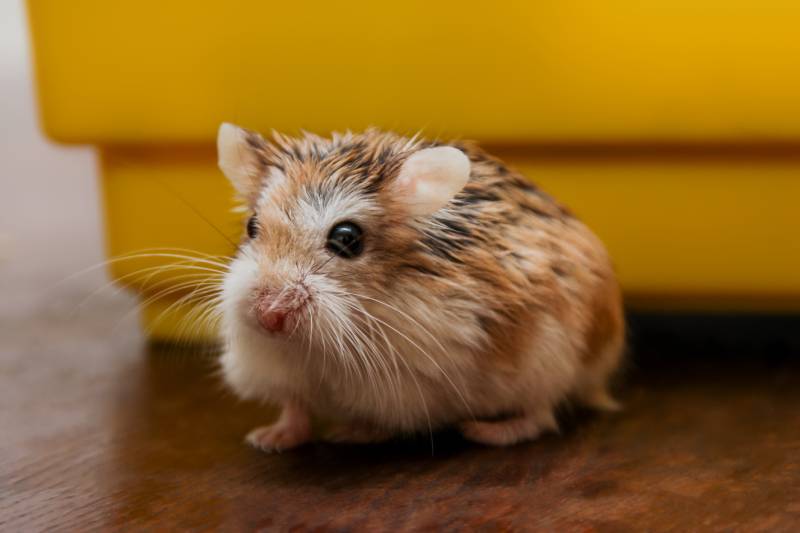 close up image of a wet hamster
