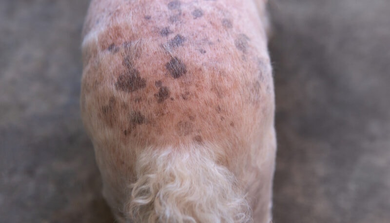 closeup Senior Poodle dog butt with blackspot and redness or rash irritation skin problems