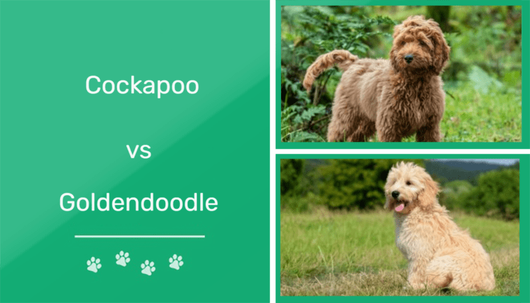 cockapoo vs goldendoodle