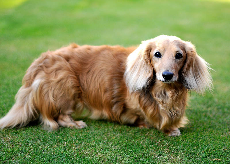 long haired dachshund blonde