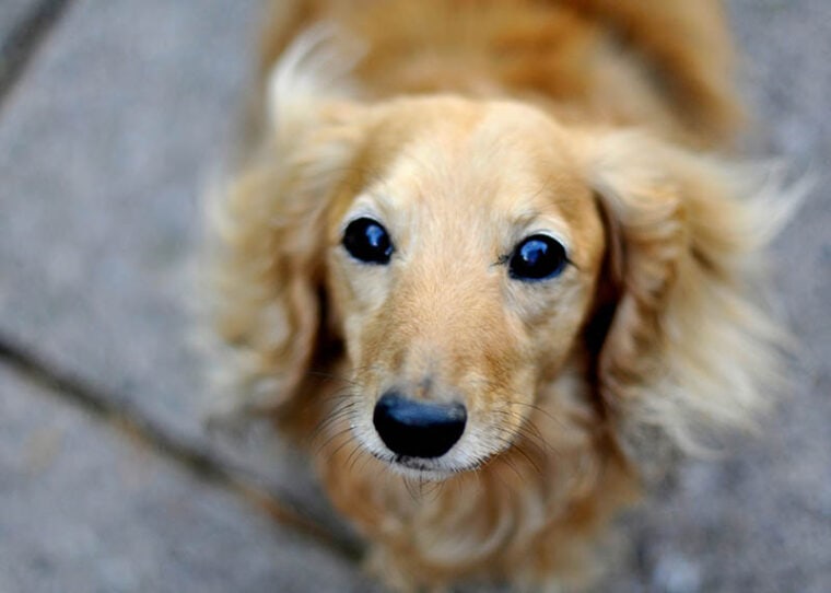 cream long haired dachshund