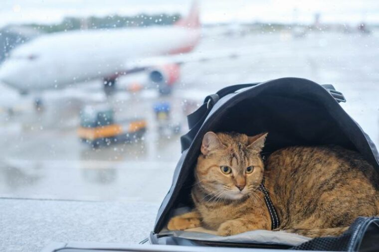 cute domestic cat sits in a carrier bag in an airport