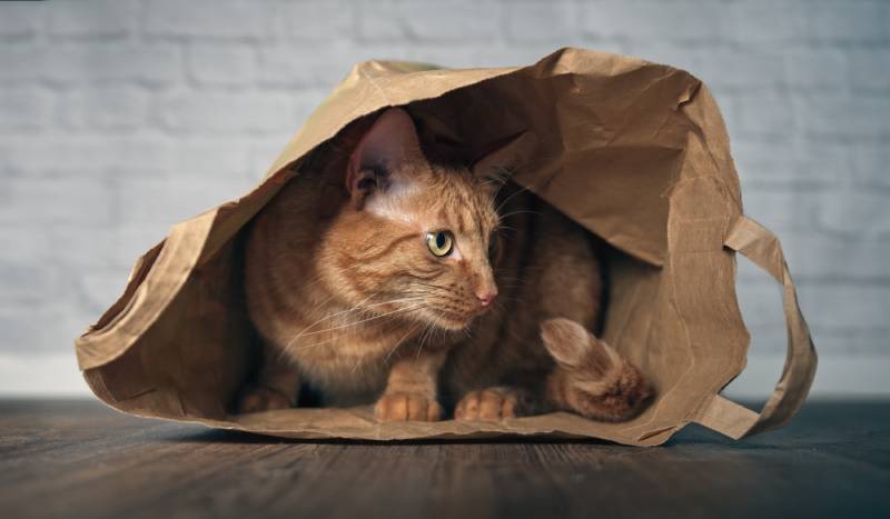 cute ginger cat sitting in a paper bag and looking curious sideways