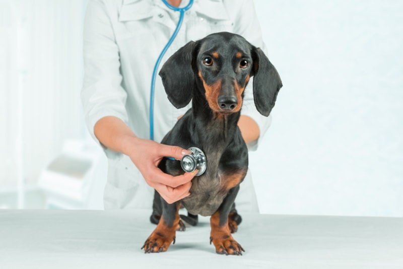 Dachshund es revisado por un veterinario