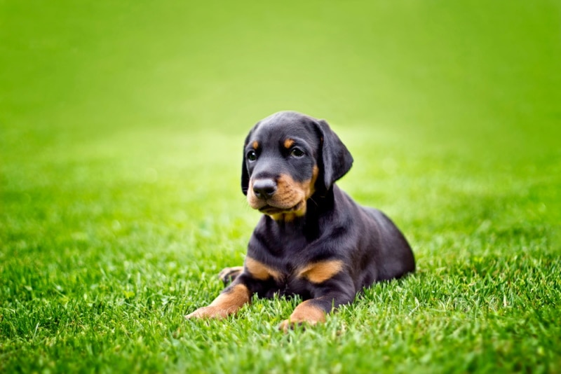 doberman puppy in the grass