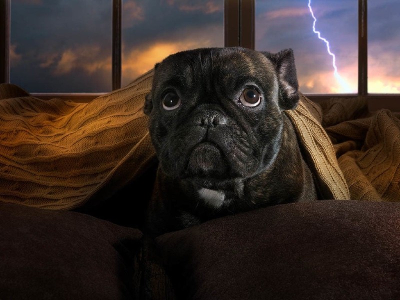 dog afraid of thunderstorm
