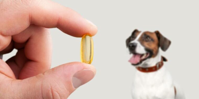 dog waiting for the owner to give the supplement