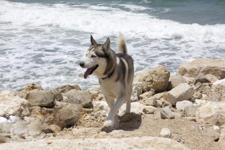 dog walking in the beach
