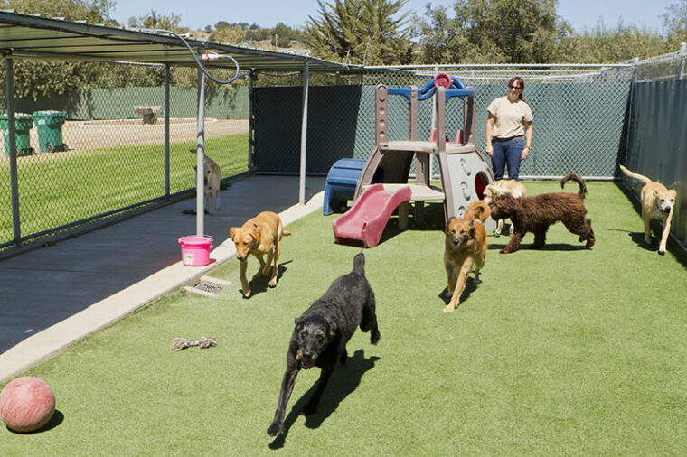 dogs supervised by female staff at daycare