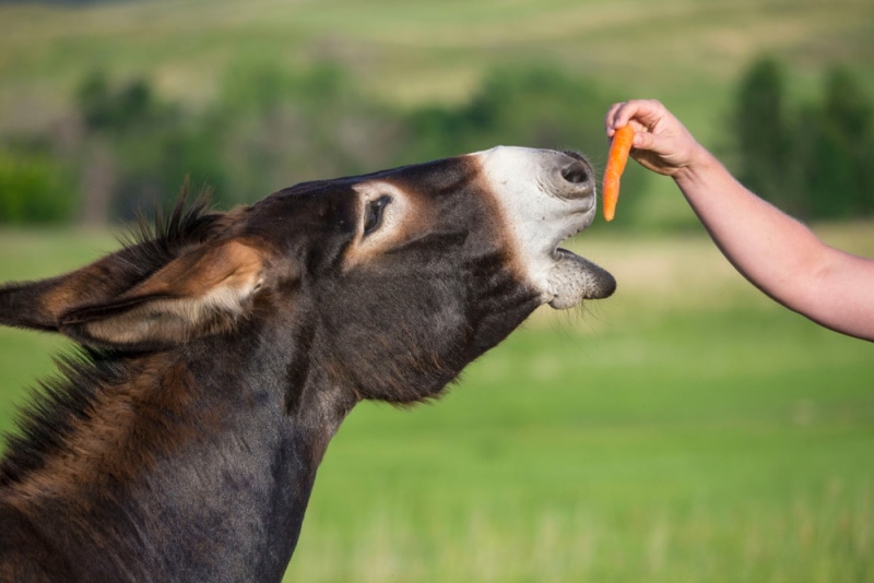 donkey eating carrots