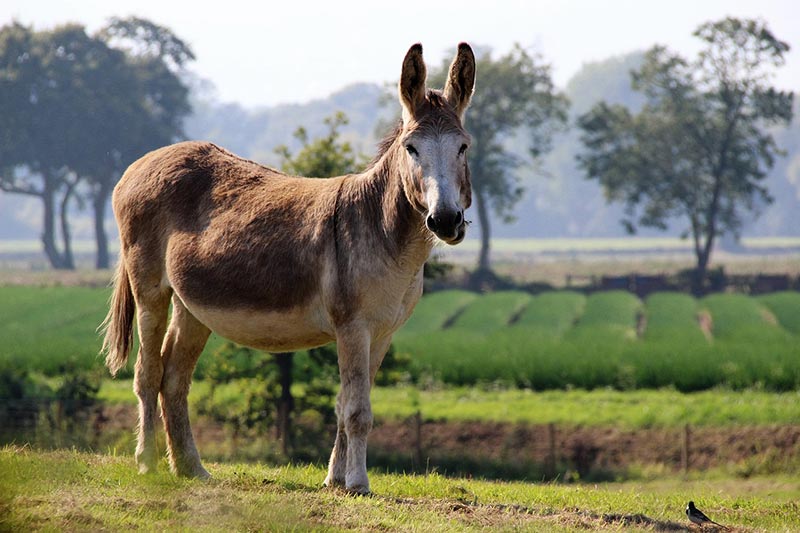 donkey standing in the field
