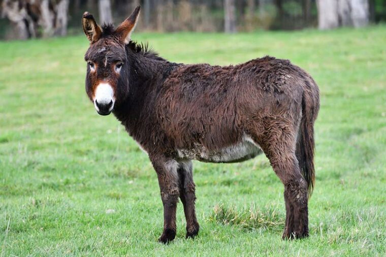 donkey standing on grassy field